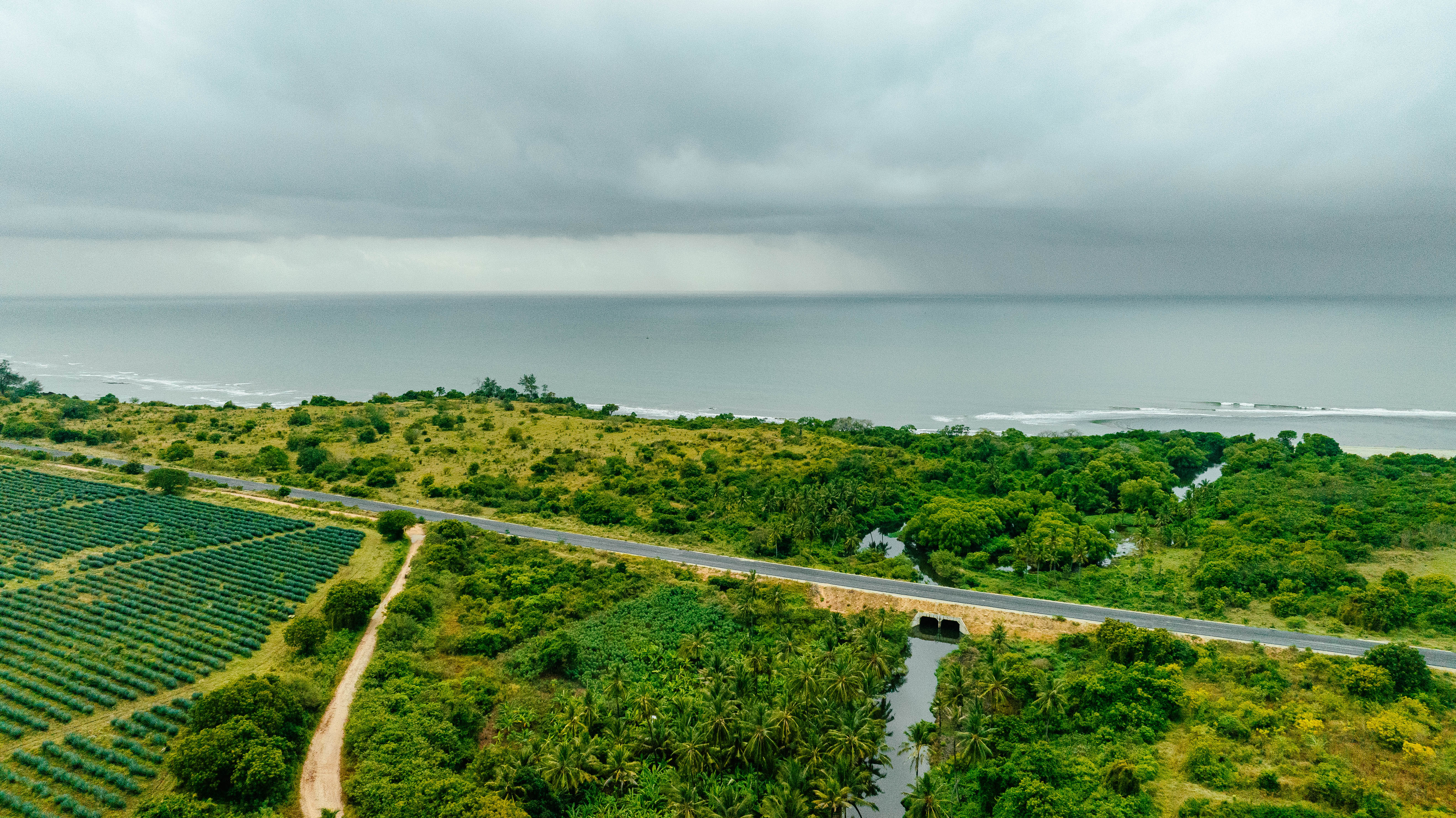 A road between the ocean and the forest